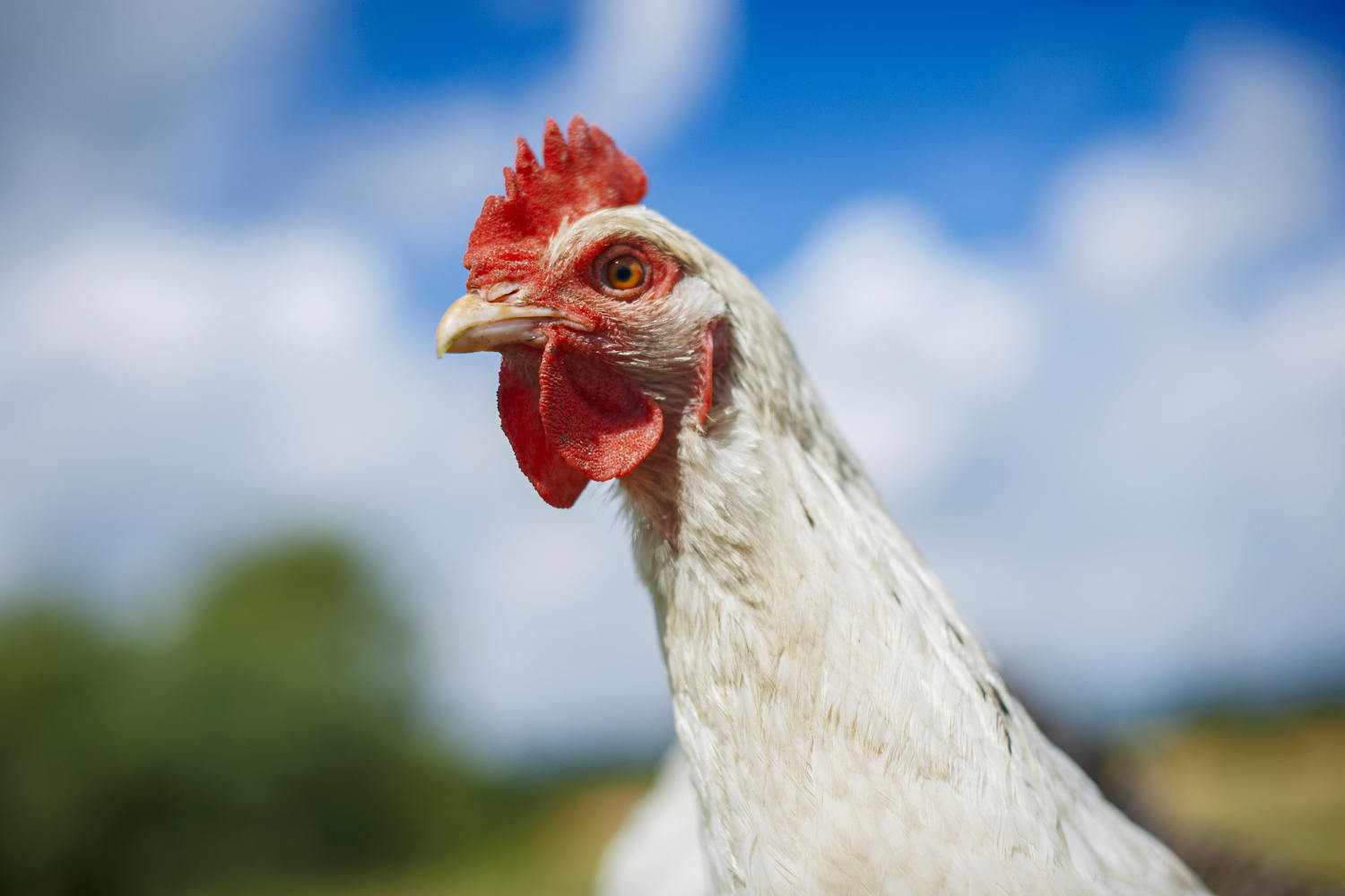 Higher egg prices leading some consumers to novel idea: rent chickens