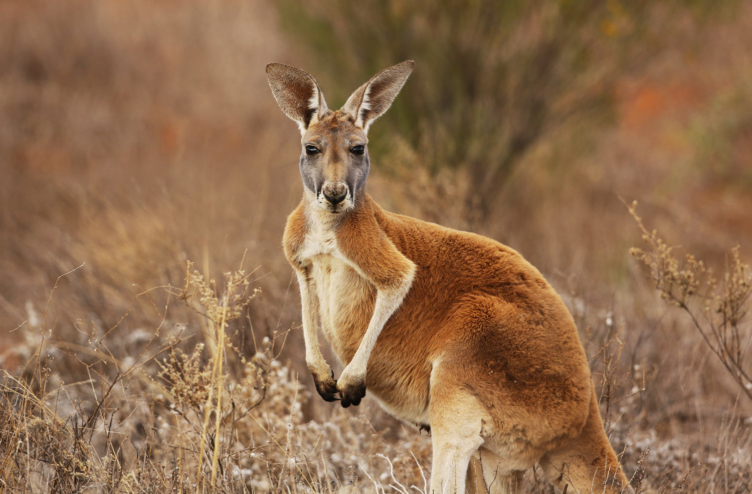 Kangaroo embryo produced through IVF for the first time