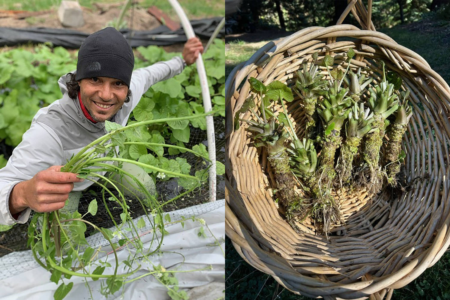 Wasabi worries and truffle troubles: Tariffs threaten crops that U.S. farmers struggle to grow