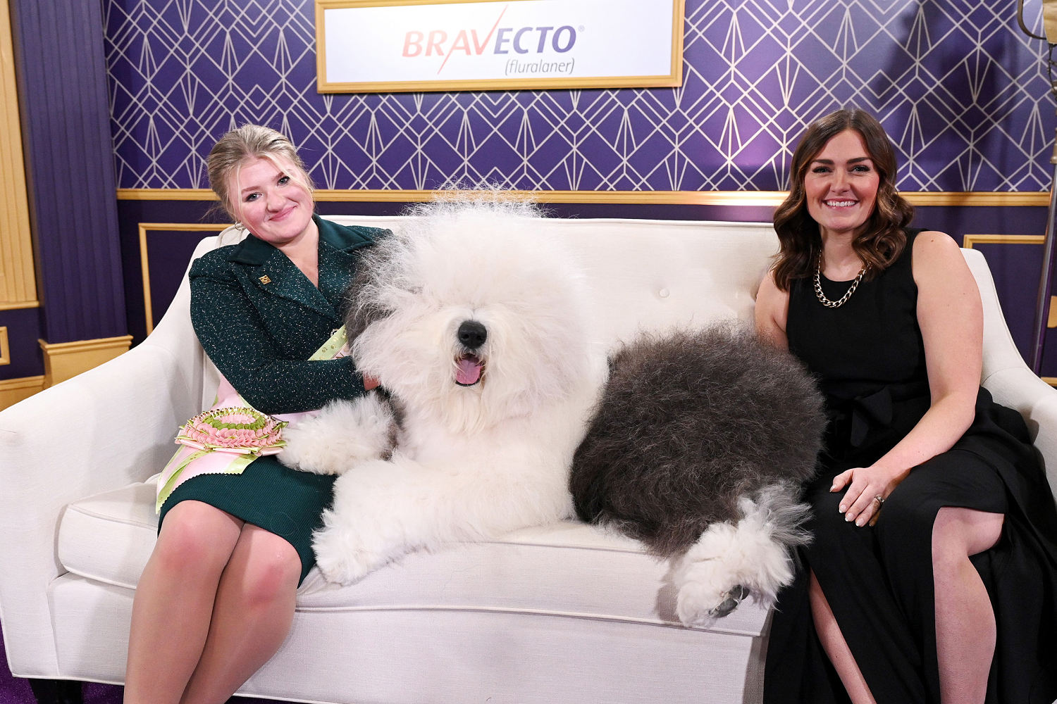 Monty the giant schnauzer wins Westminster dog show