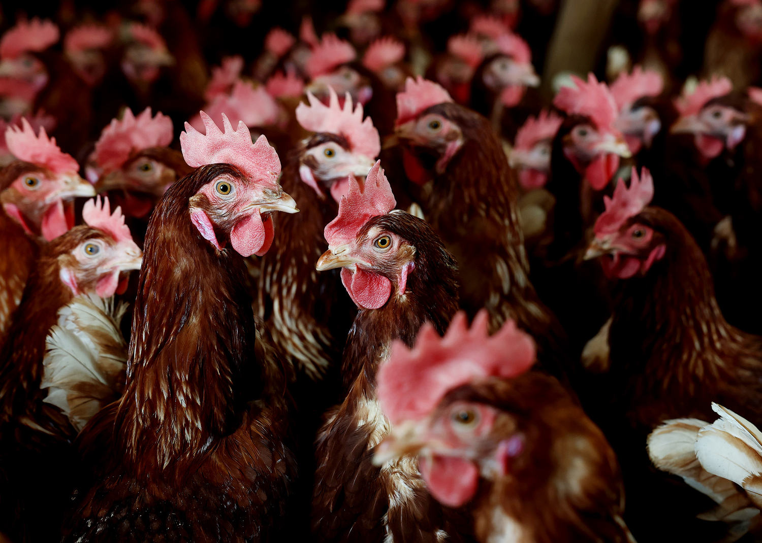 With eggs prices at record highs, why isn't the U.S. using a bird flu vaccine in poultry?