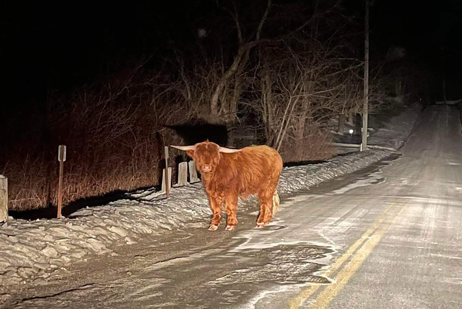 Fluffy Scottish Highland bull on the loose in Connecticut town, evading capture for days