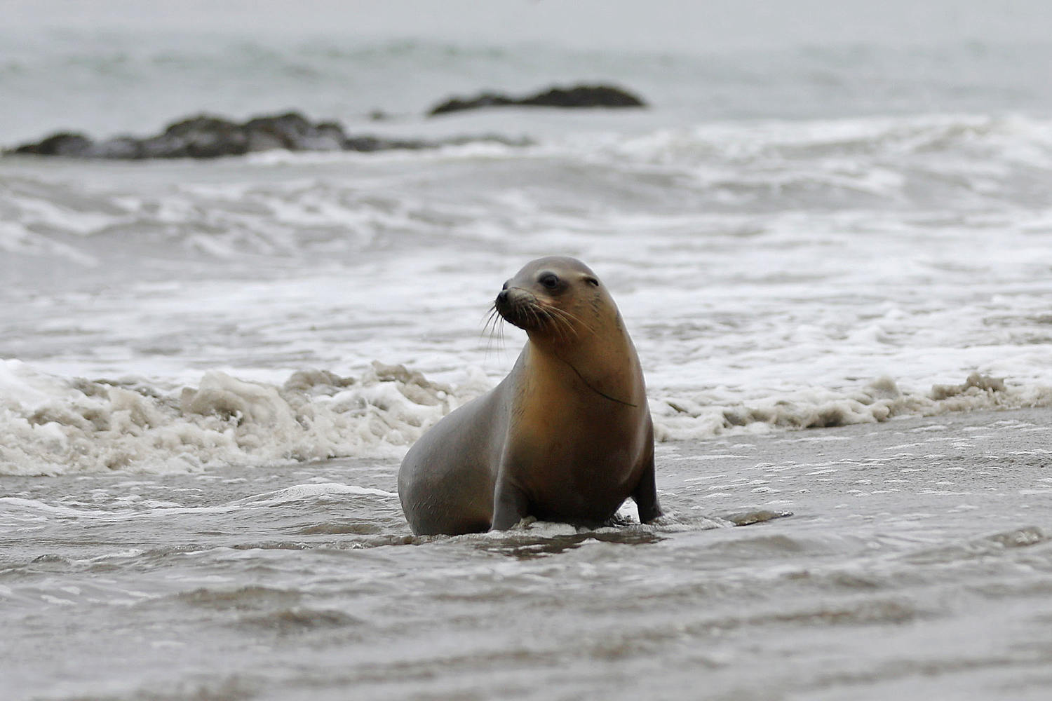 Malibu beachgoers warned to avoid sick sea lions after more than a dozen reported in distress