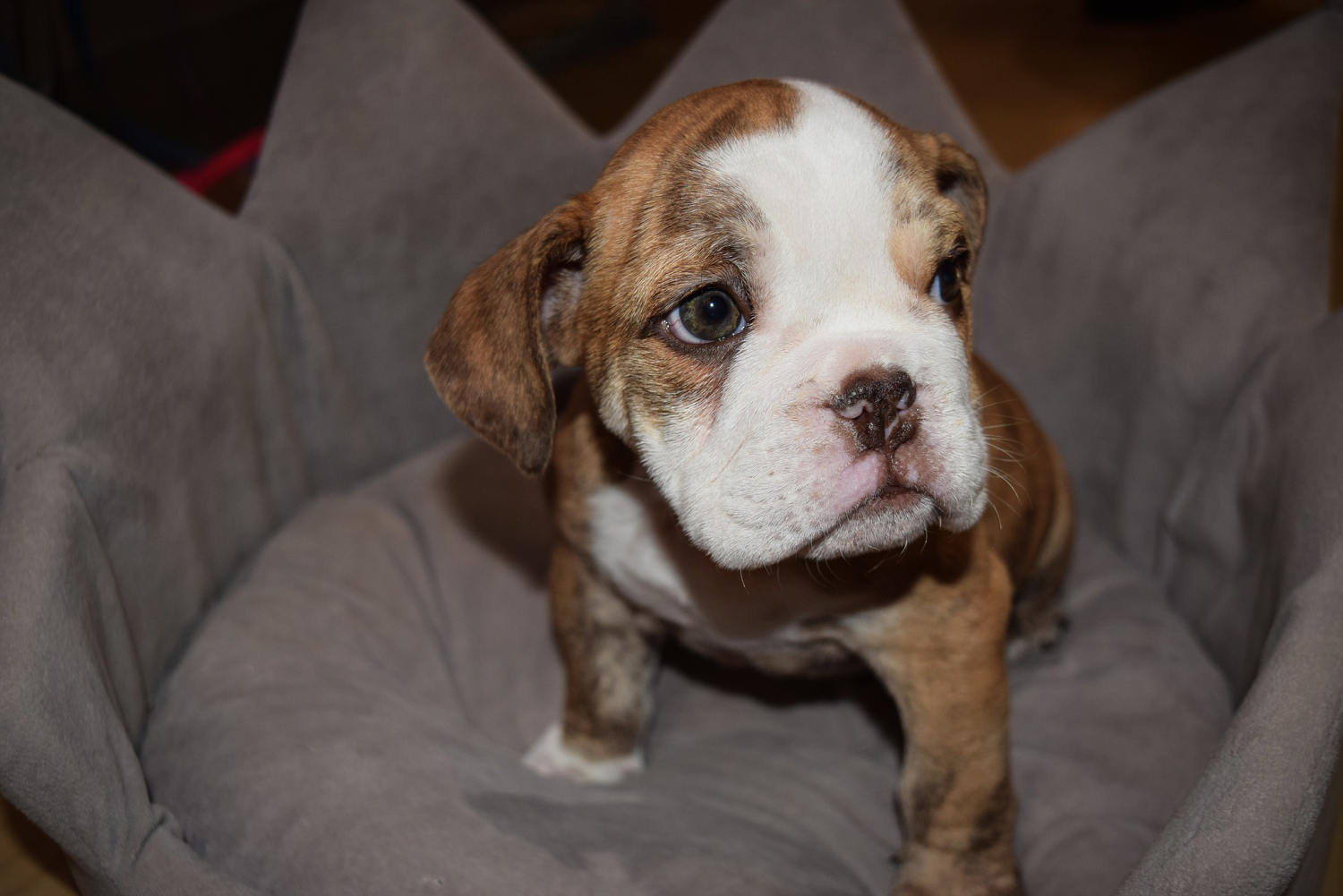 Bulldog puppy stolen in fake seizure heist is found and returned to Colorado pet store