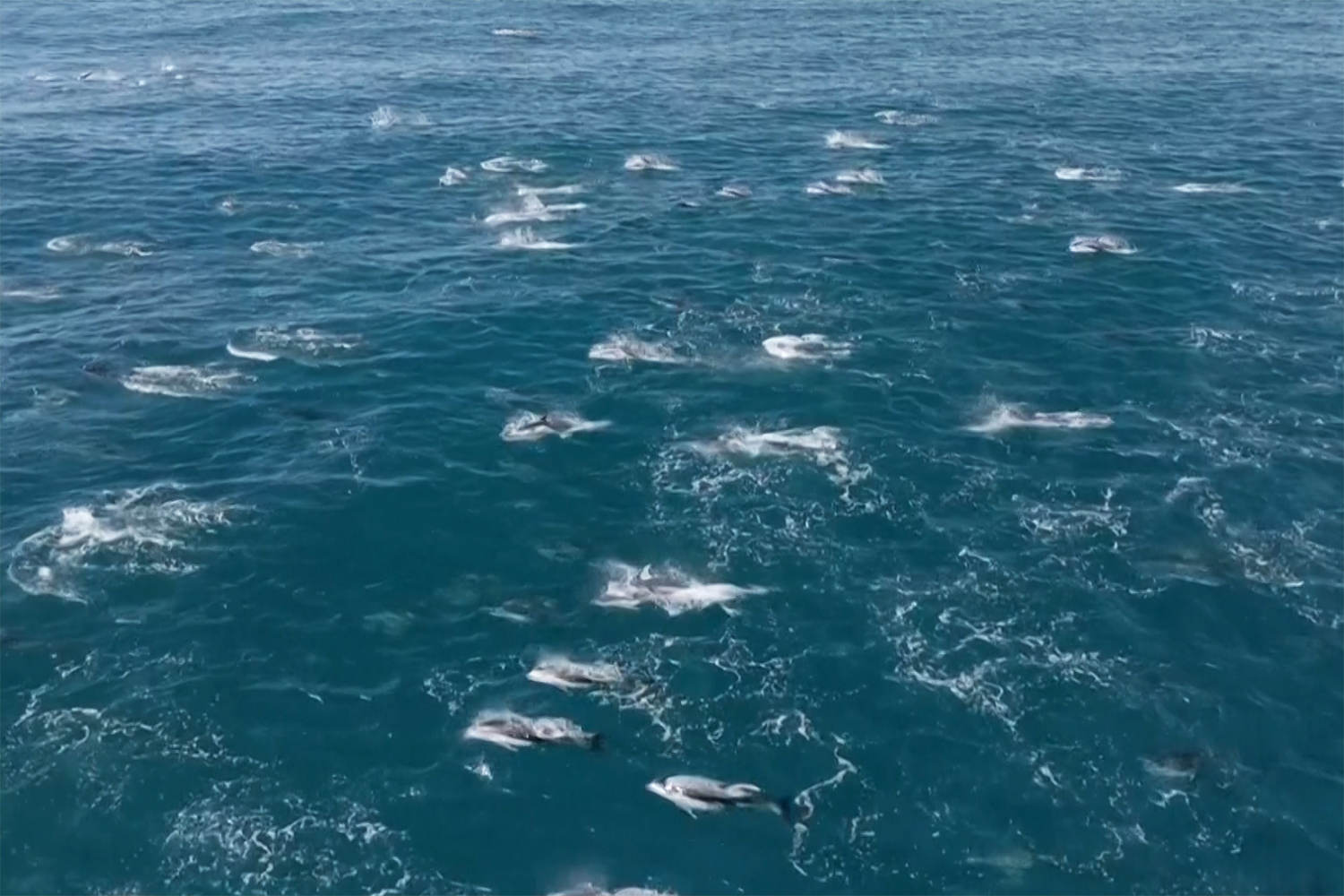 Rare video captures super pod of 2,000 dolphins breaching and playing off California