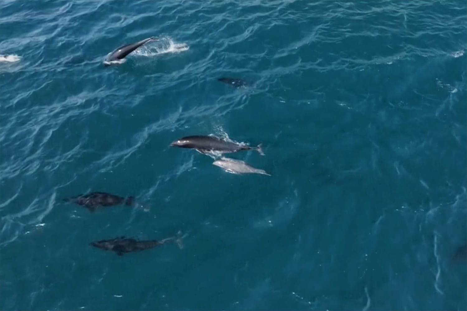 Rare video captures super pod of 2,000 dolphins breaching and playing off California