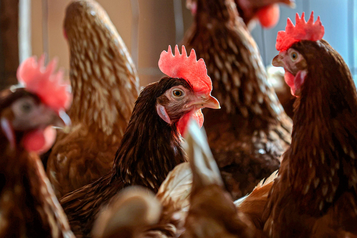 US will spend up to $1 billion to combat bird flu, USDA secretary says