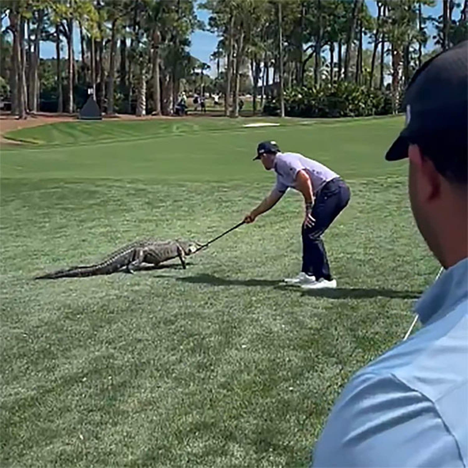 Golfer shoos gator away with club at PGA National