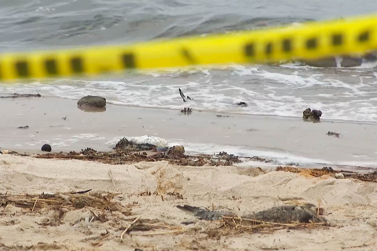 Dozens of dead birds found on Long Island beach believed to have died from avian flu