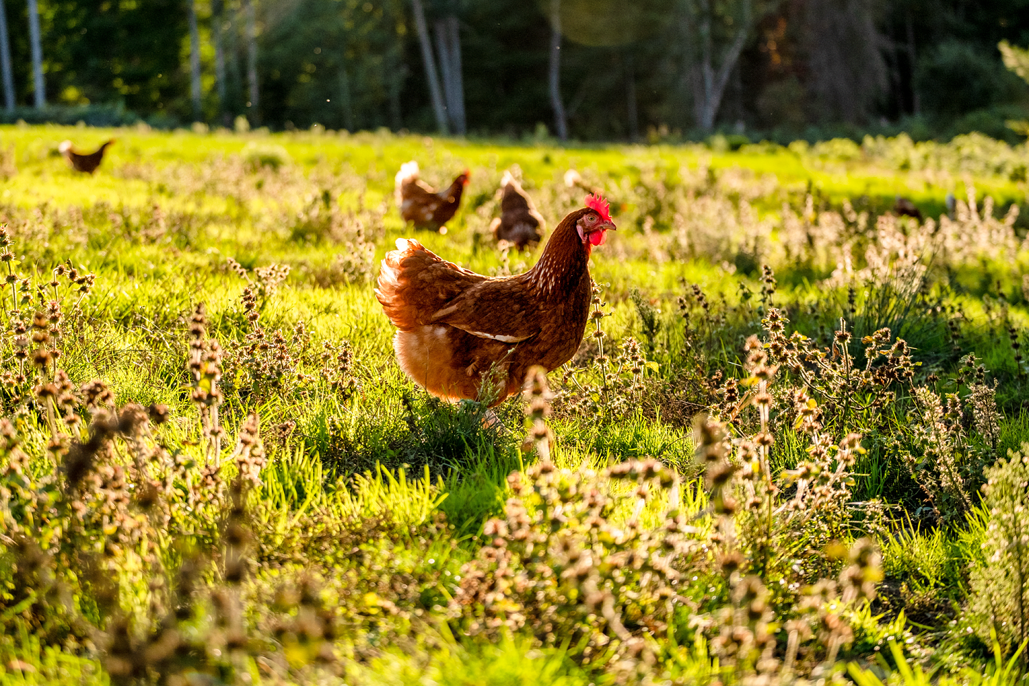 Are socially distanced chickens laying more affordable eggs?