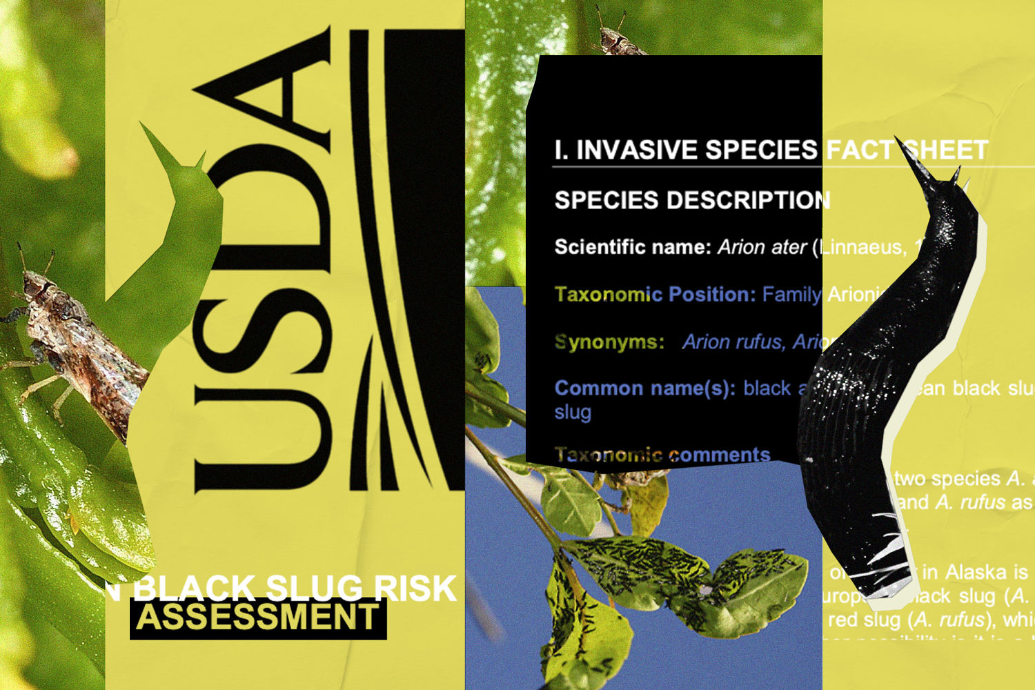 They were working to ensure invasive pests didn't destroy U.S. crops — until they were abruptly fired