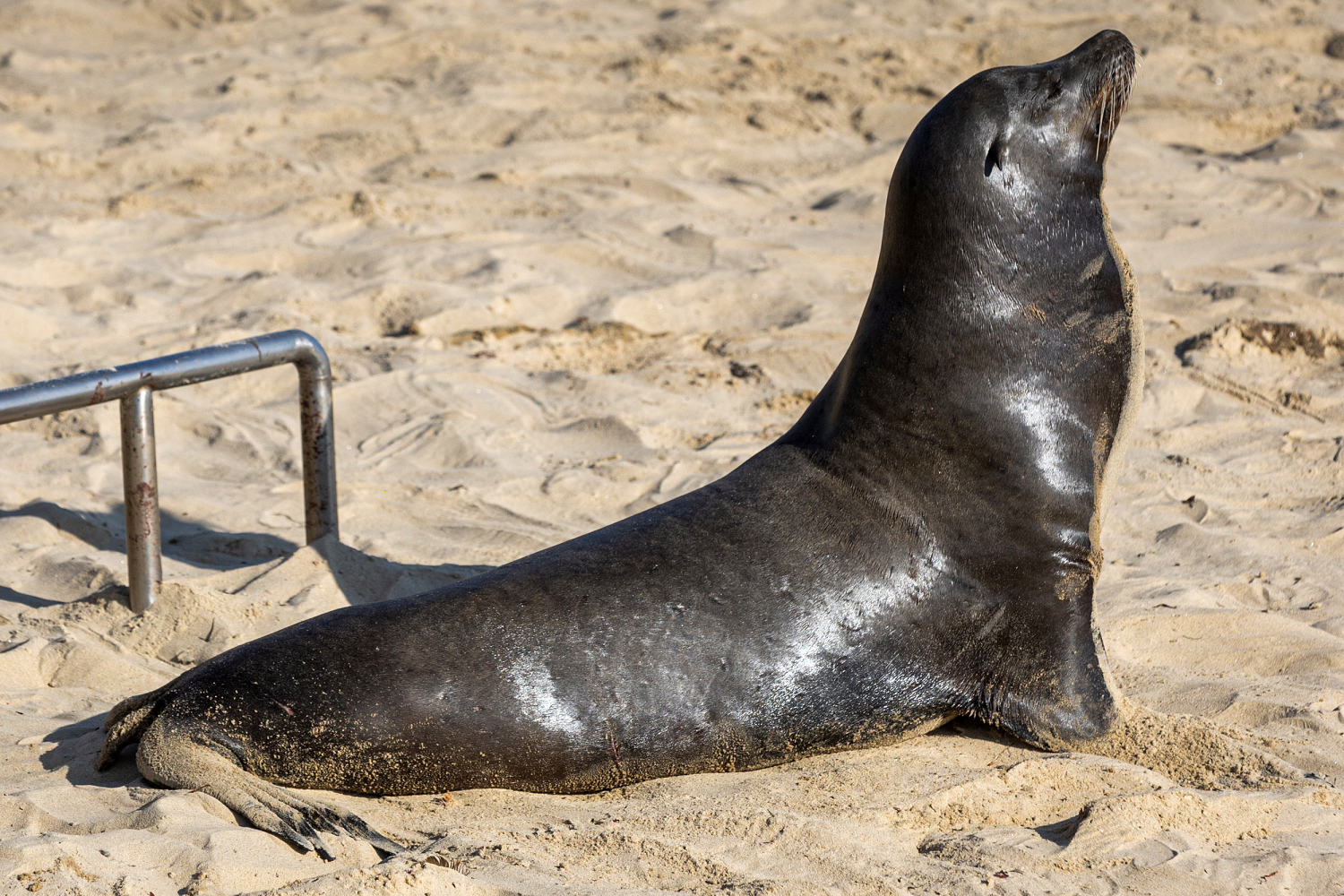 Unprecedented number of sick, stranded sea lions being found on L.A.-area beaches