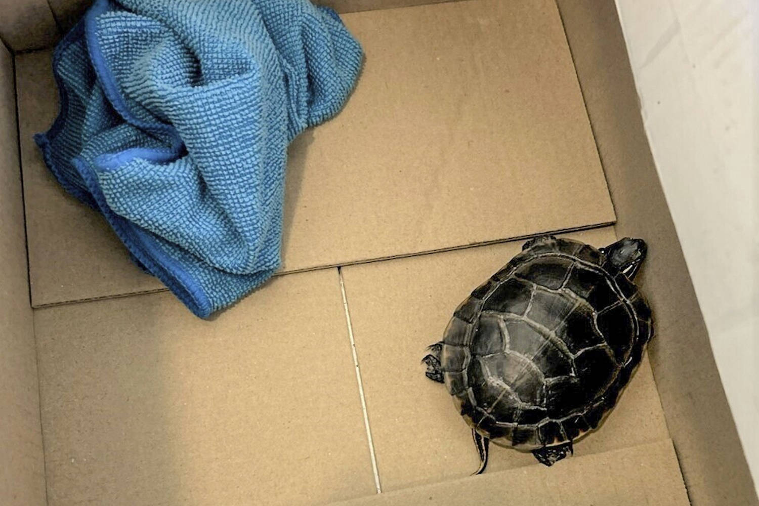 Man found with live turtle hidden in his pants at a New Jersey airport