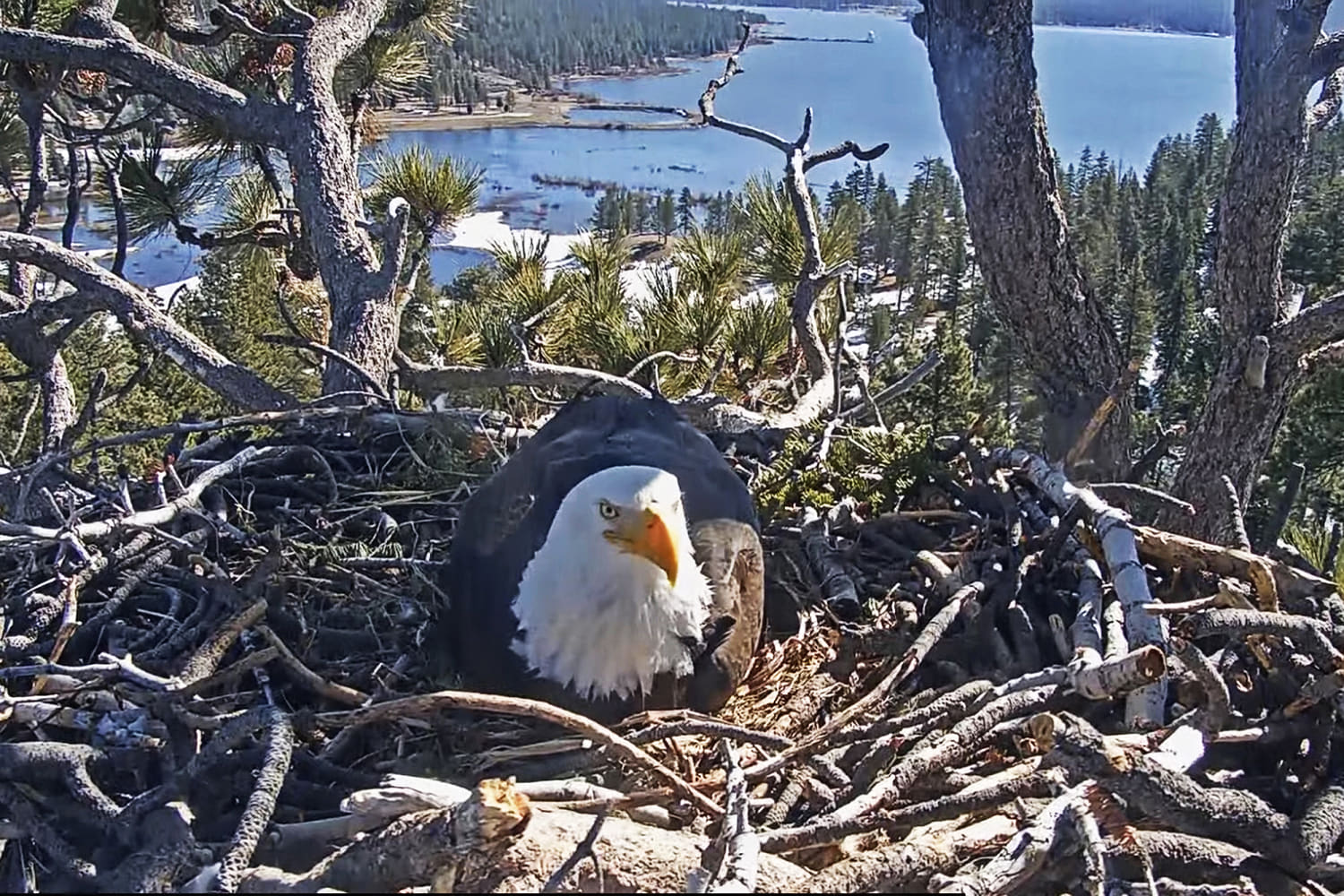 One of Jackie and Shadow's eaglets appears to be missing from Big Bear nest