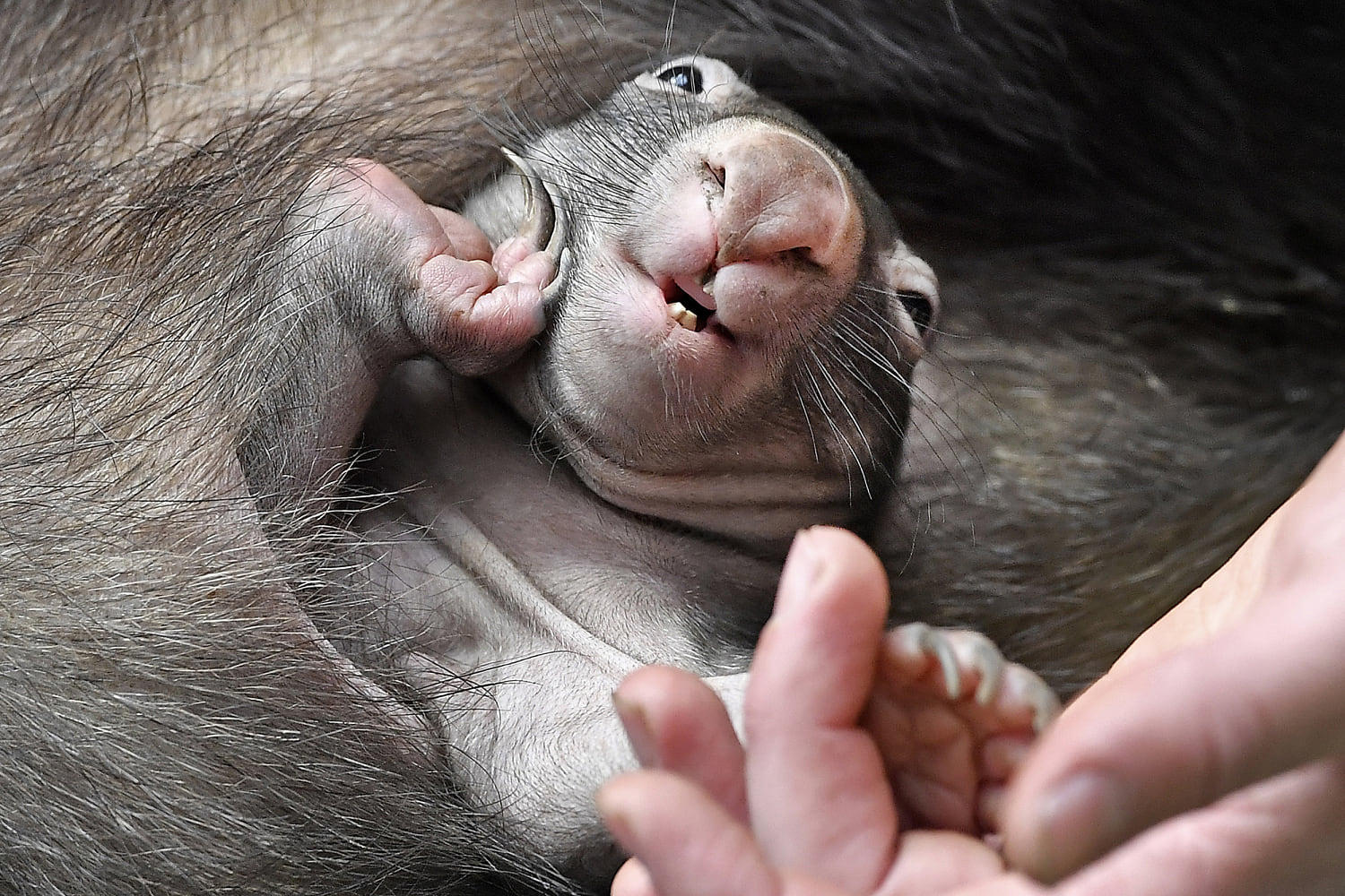 Influencer who snatched baby wombat from its mom issues apology