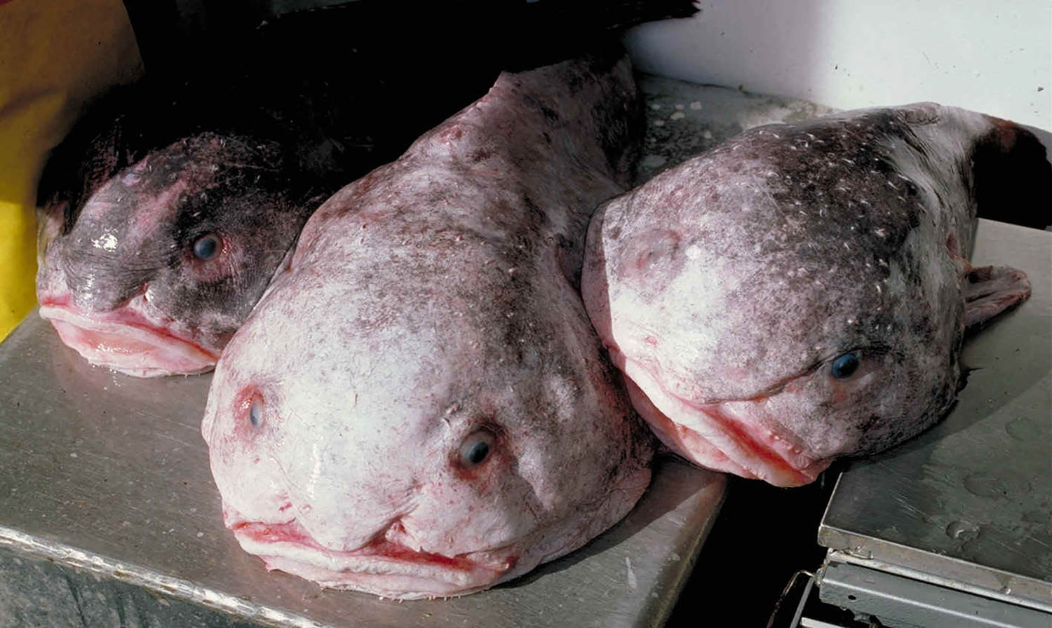 The world’s ugliest animal is celebrated as New Zealand’s fish of the year