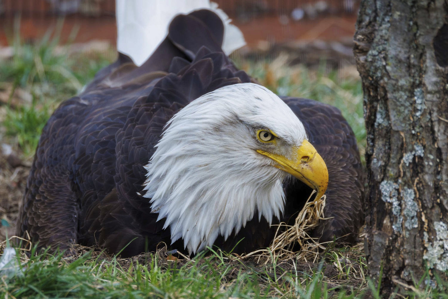 Murphy, beloved bald eagle who incubated a rock, dies after violent storms in Missouri