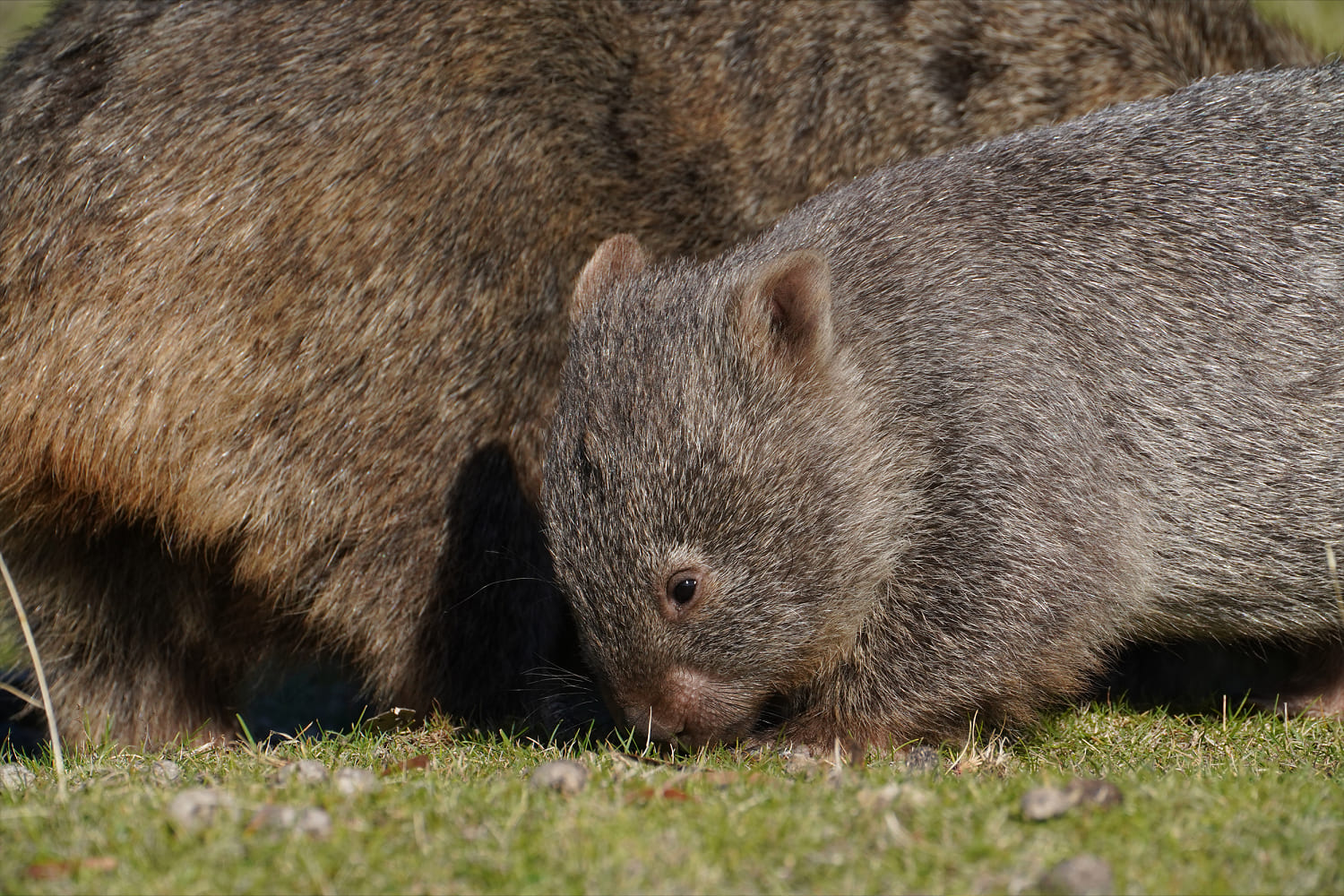 Influencer who snatched baby wombat from its mom issues apology