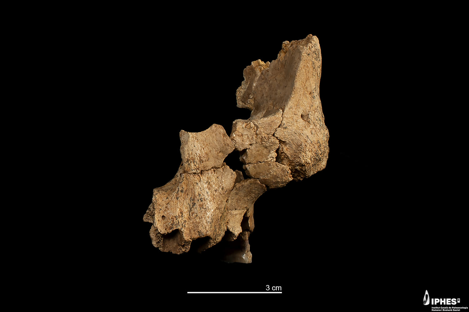 Fossilized face fragments are oldest human ancestor remains ever found in Western Europe