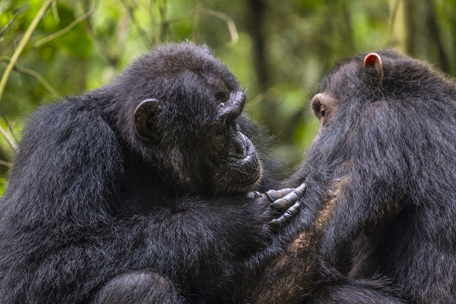 Chimpanzees Use Plants to Treat Injuries, Research Shows