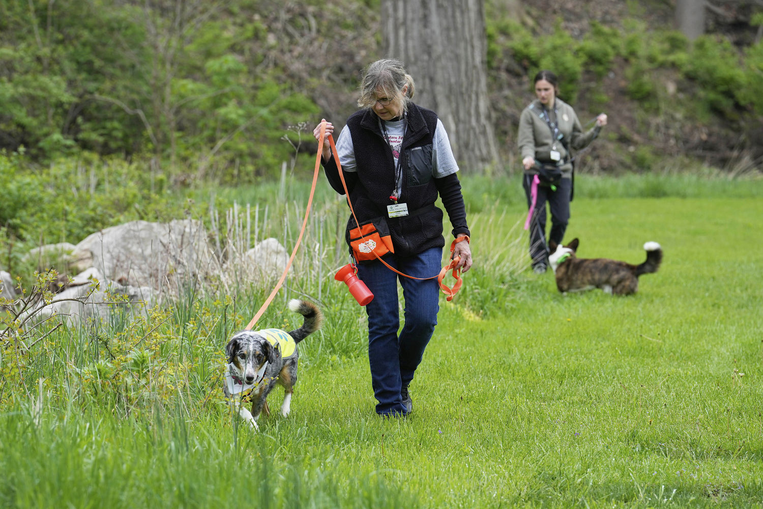 Four-legged investigators sniff out spotted lanternfly eggs