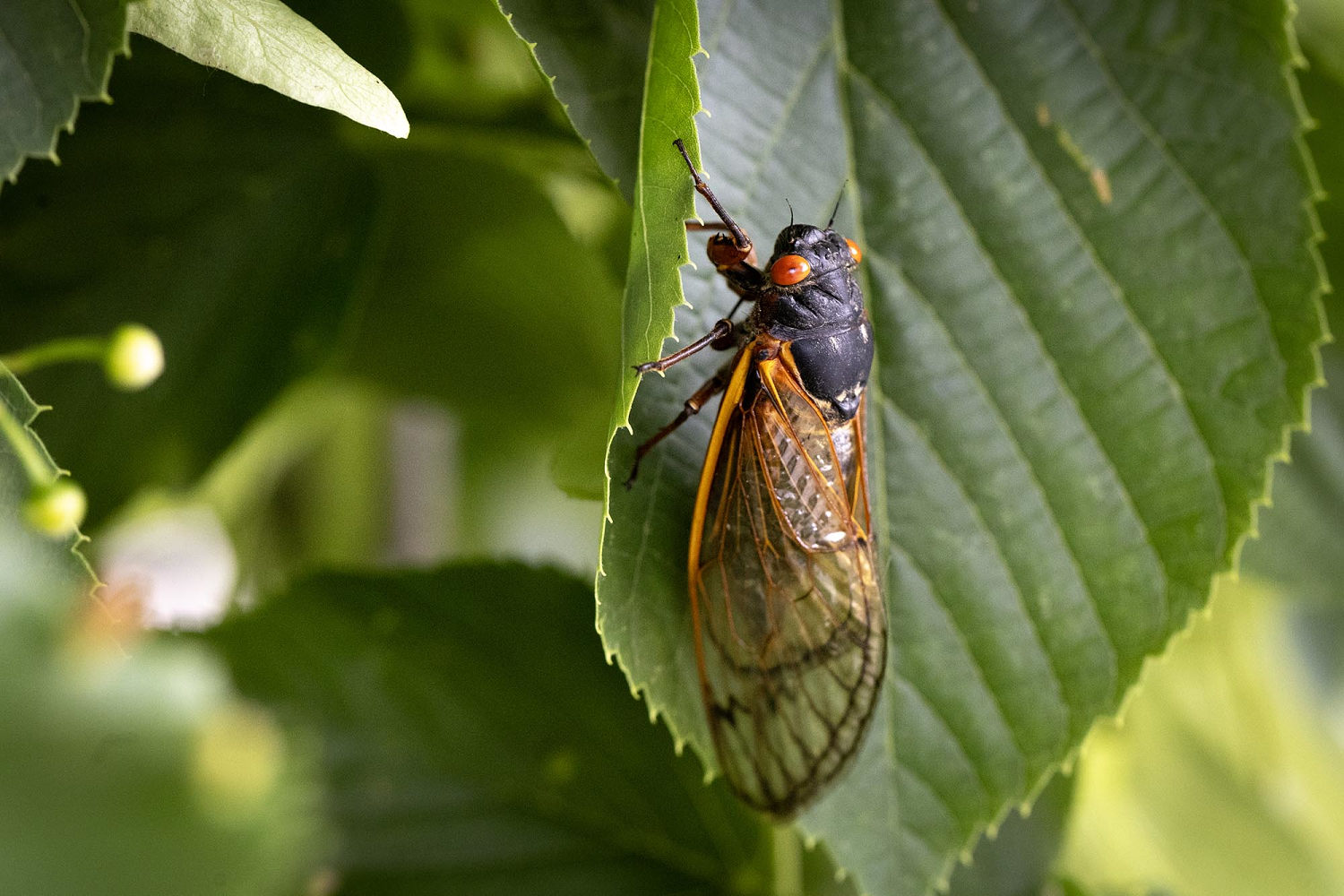 'Bourbon brood' cicadas start emerging in Kentucky after 17-year slumber