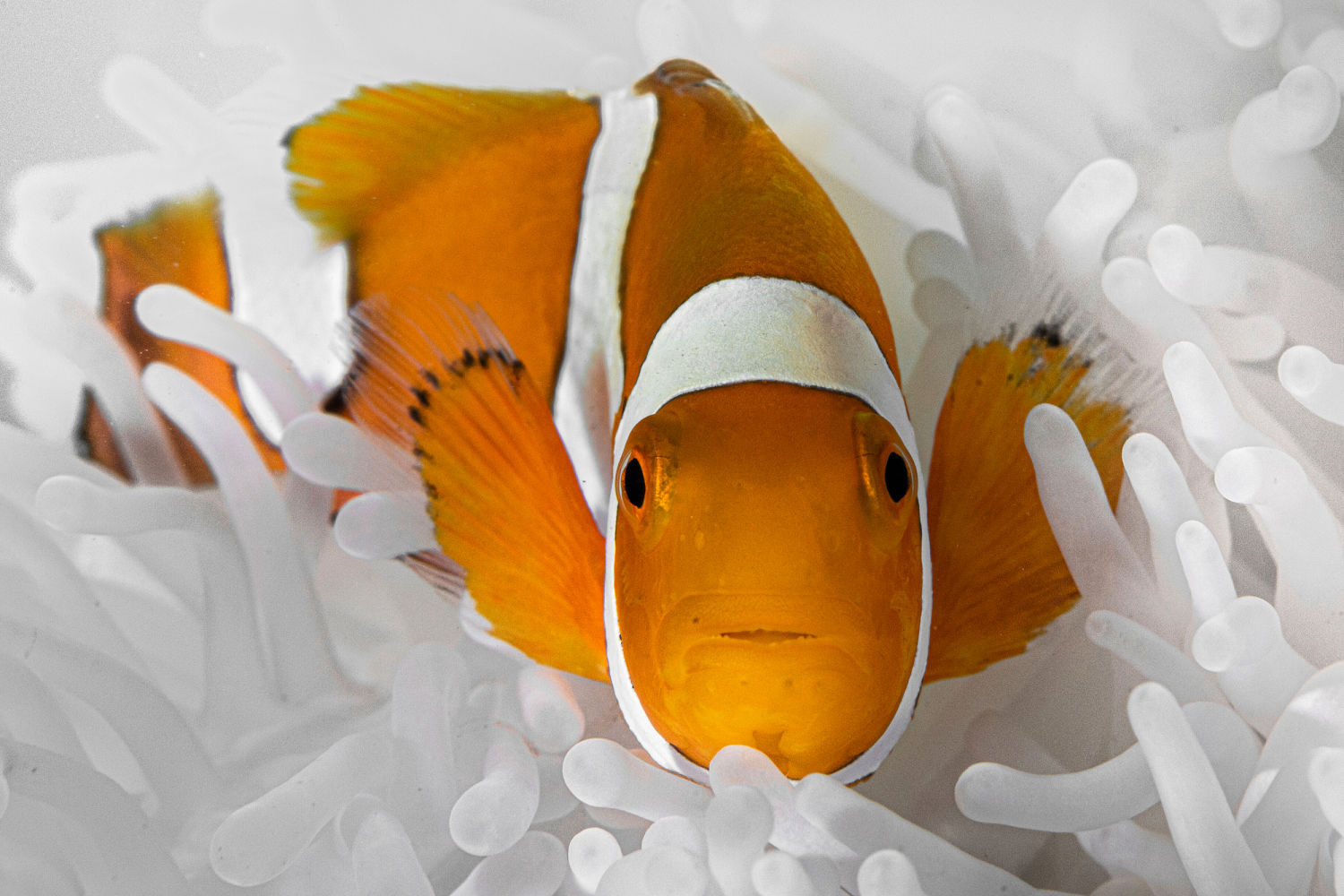 Clownfish shrink their bodies to survive ocean heat waves
