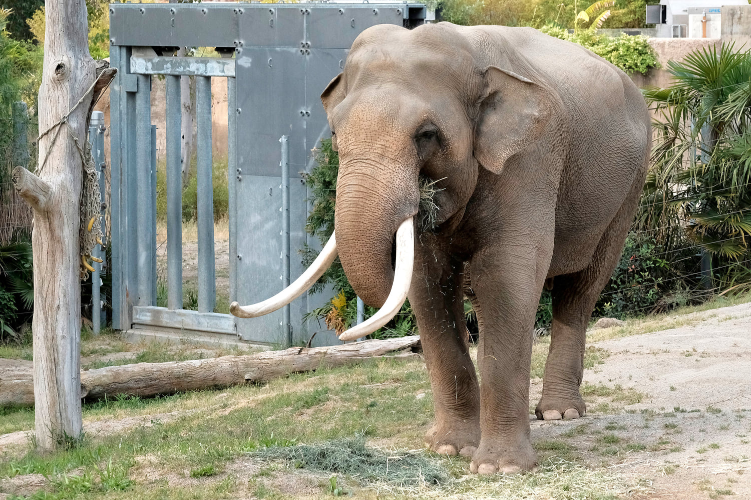 Aging elephants quietly moved from L.A. to Tulsa Zoo should be in sanctuary, advocates say
