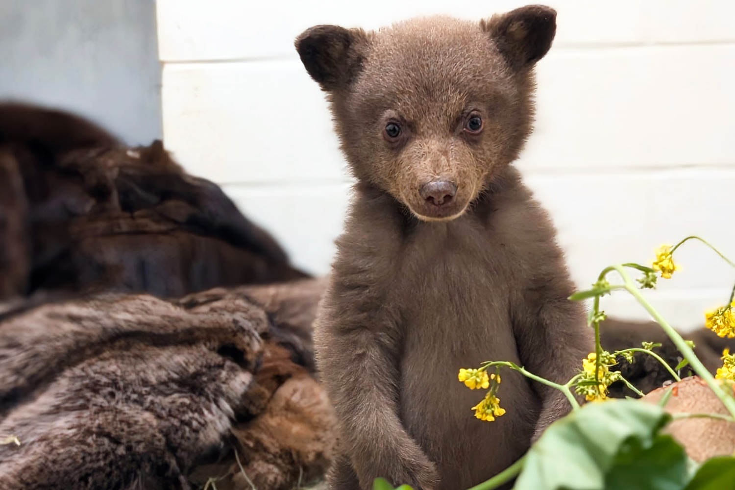 San Diego Humane Society employees dress up in bear costumes to care for cub