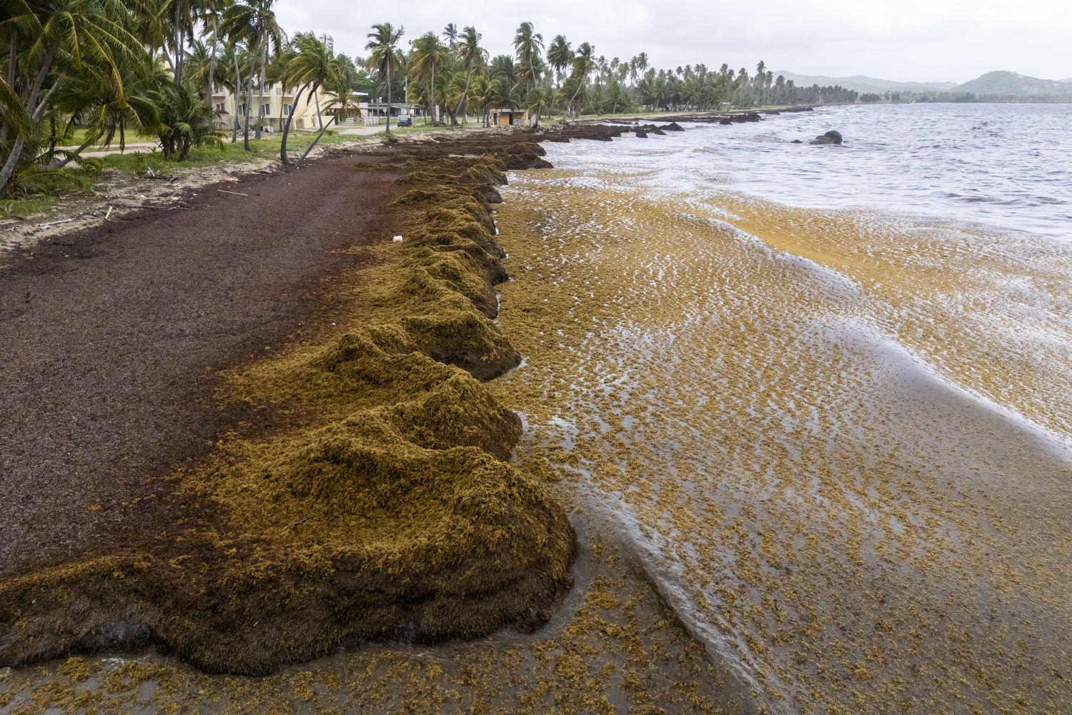 Scientists say a record amount of seaweed hit the Caribbean and nearby areas in May