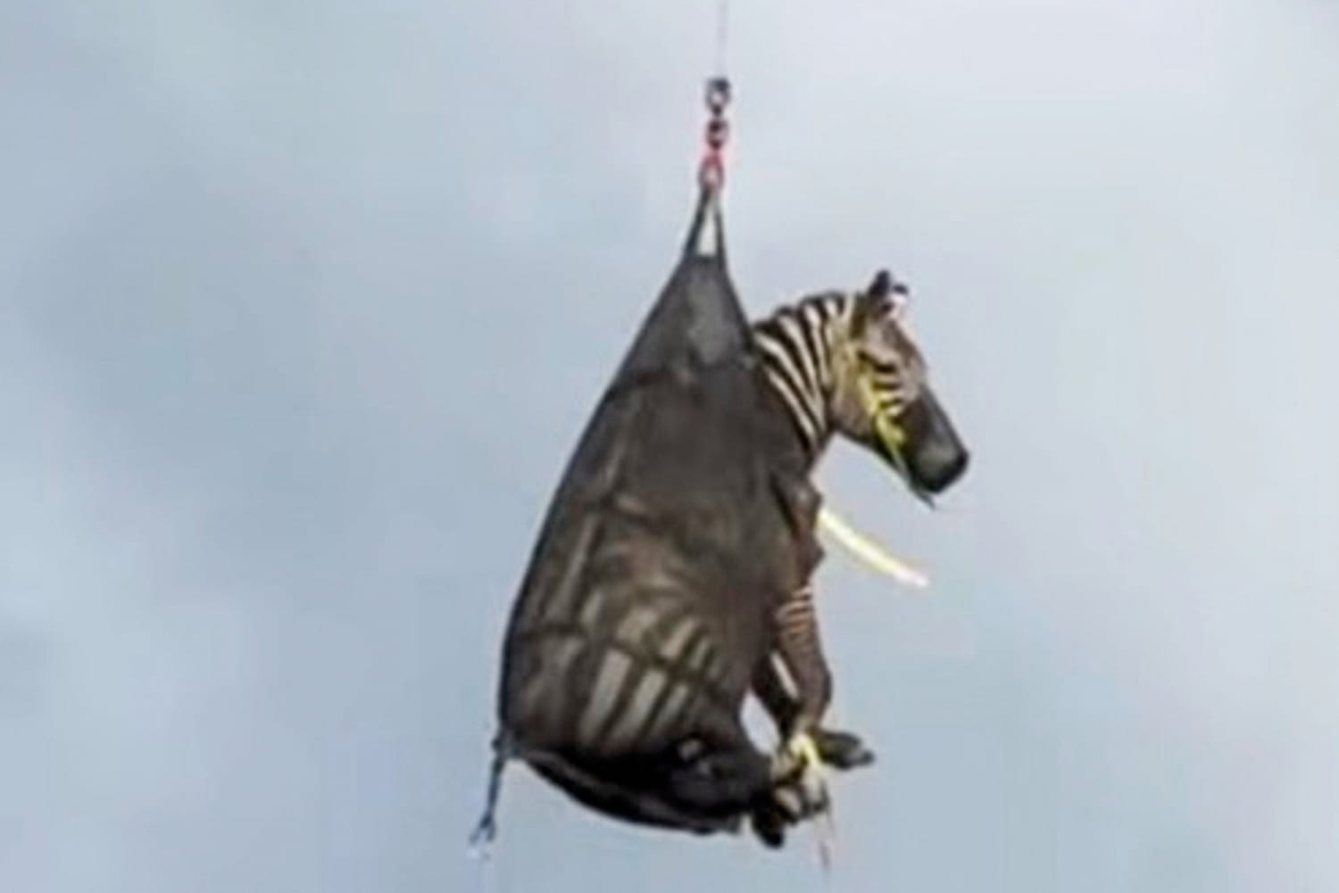 A runaway pet zebra has been captured in Tennessee