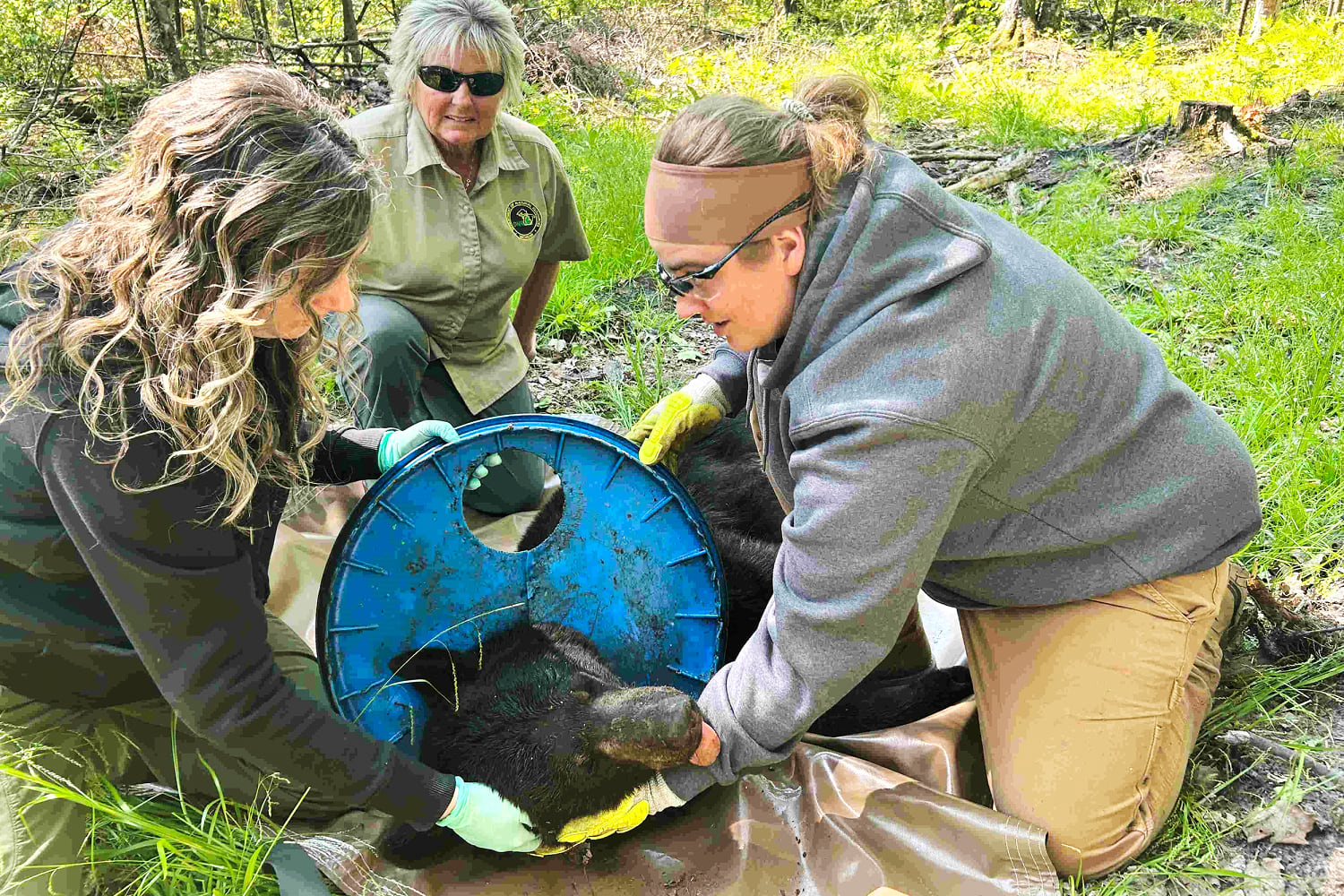 Michigan bear finally free of lid that was stuck on its neck for years