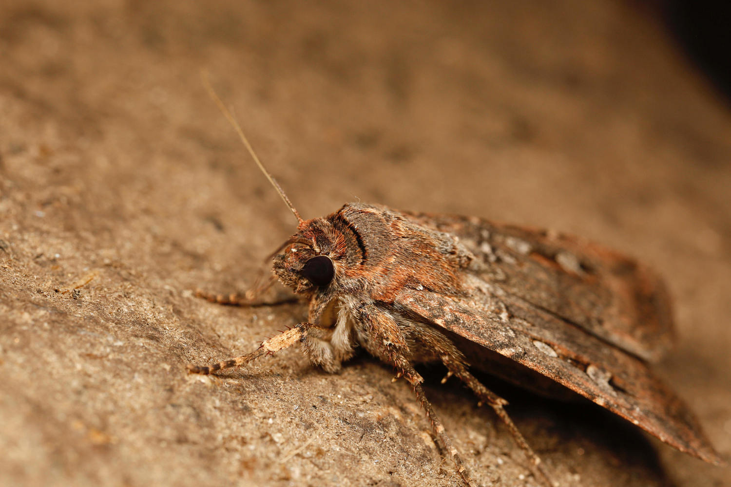 Like moths to a flame: Why scientists think this insect is using the stars for its epic trip