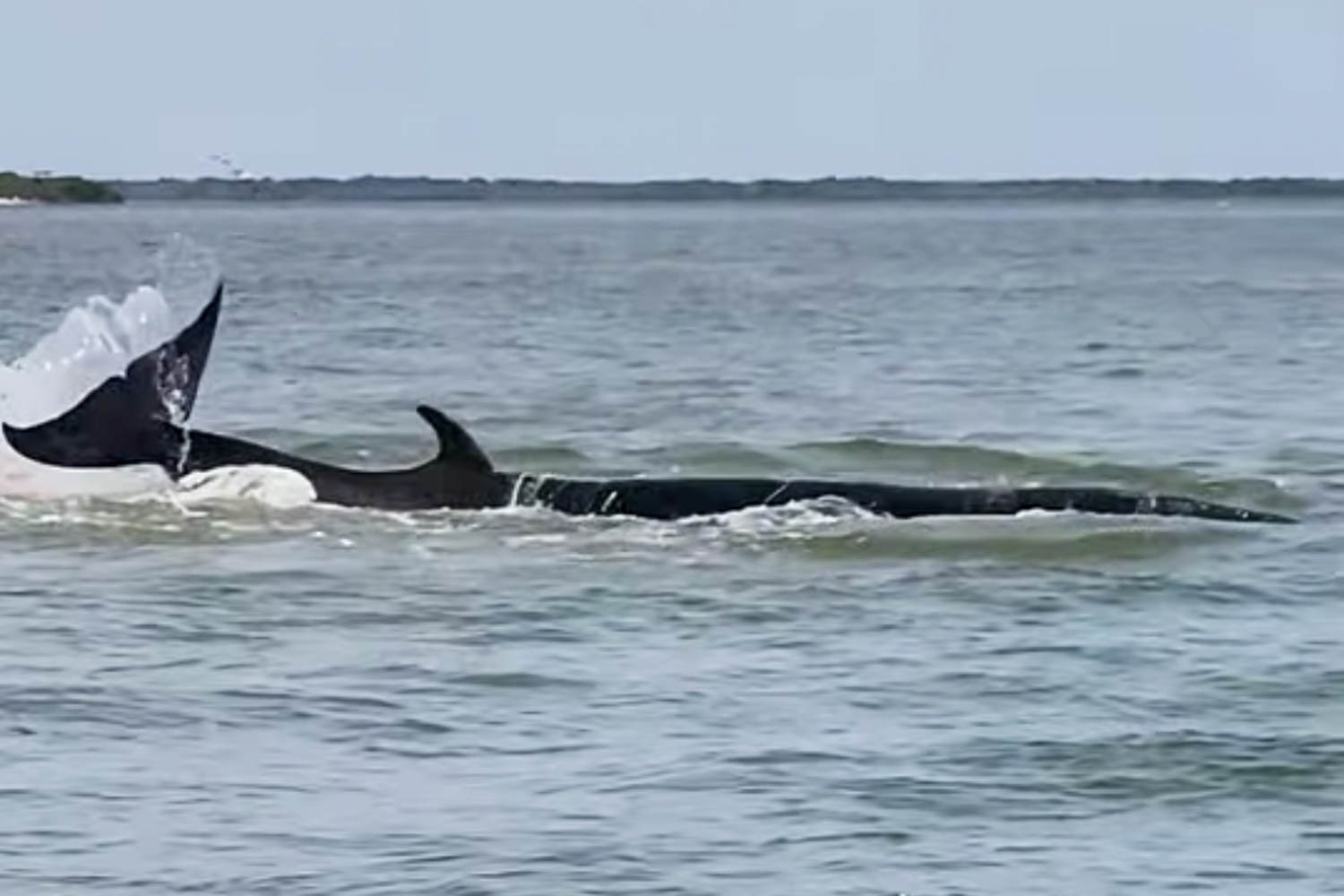 Whale dies at Jersey Shore after colliding with boat, officials say