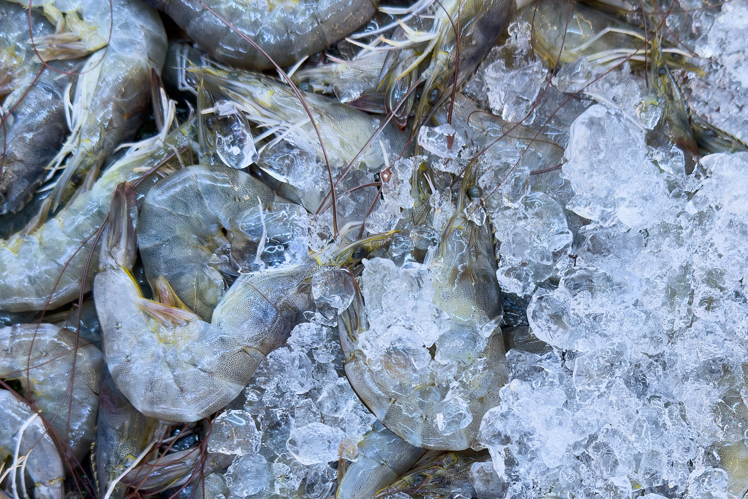 More frozen shrimp recalled after possible radioactive contamination, FDA says
