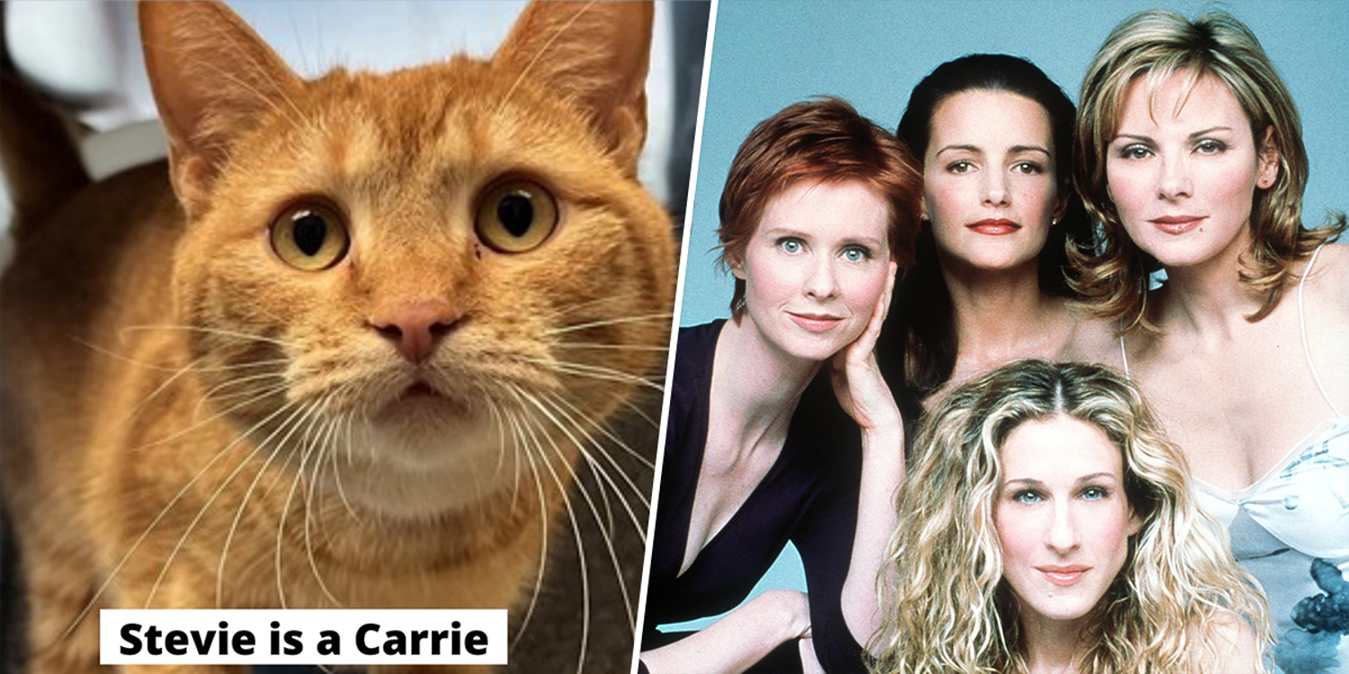 Colorado Humane Society Categorizes Its Cats as ‘Sex and the City’ Characters With Hilarious Results