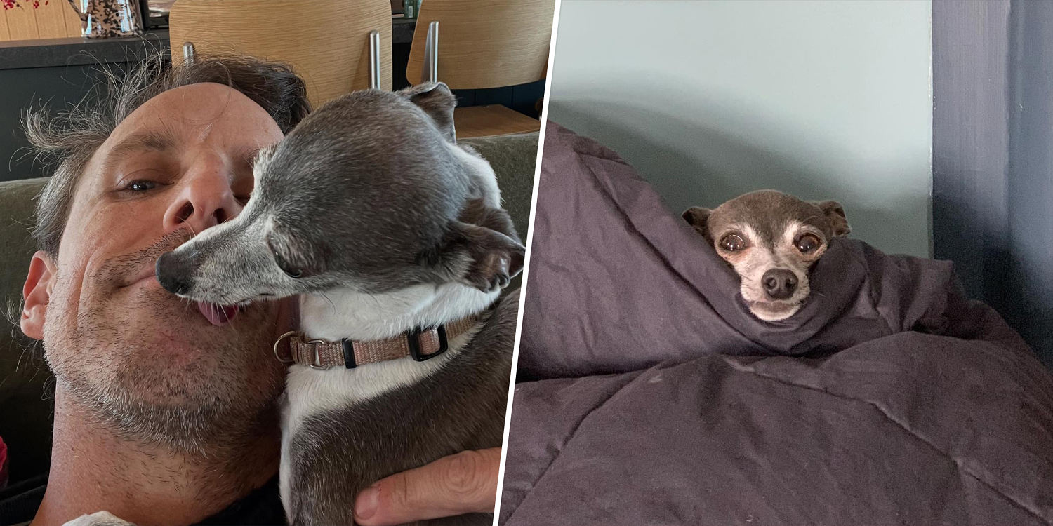 Seth Meyers' Dog Frisbee Dies: 'Thanks for 14 Amazing Years, Girl'