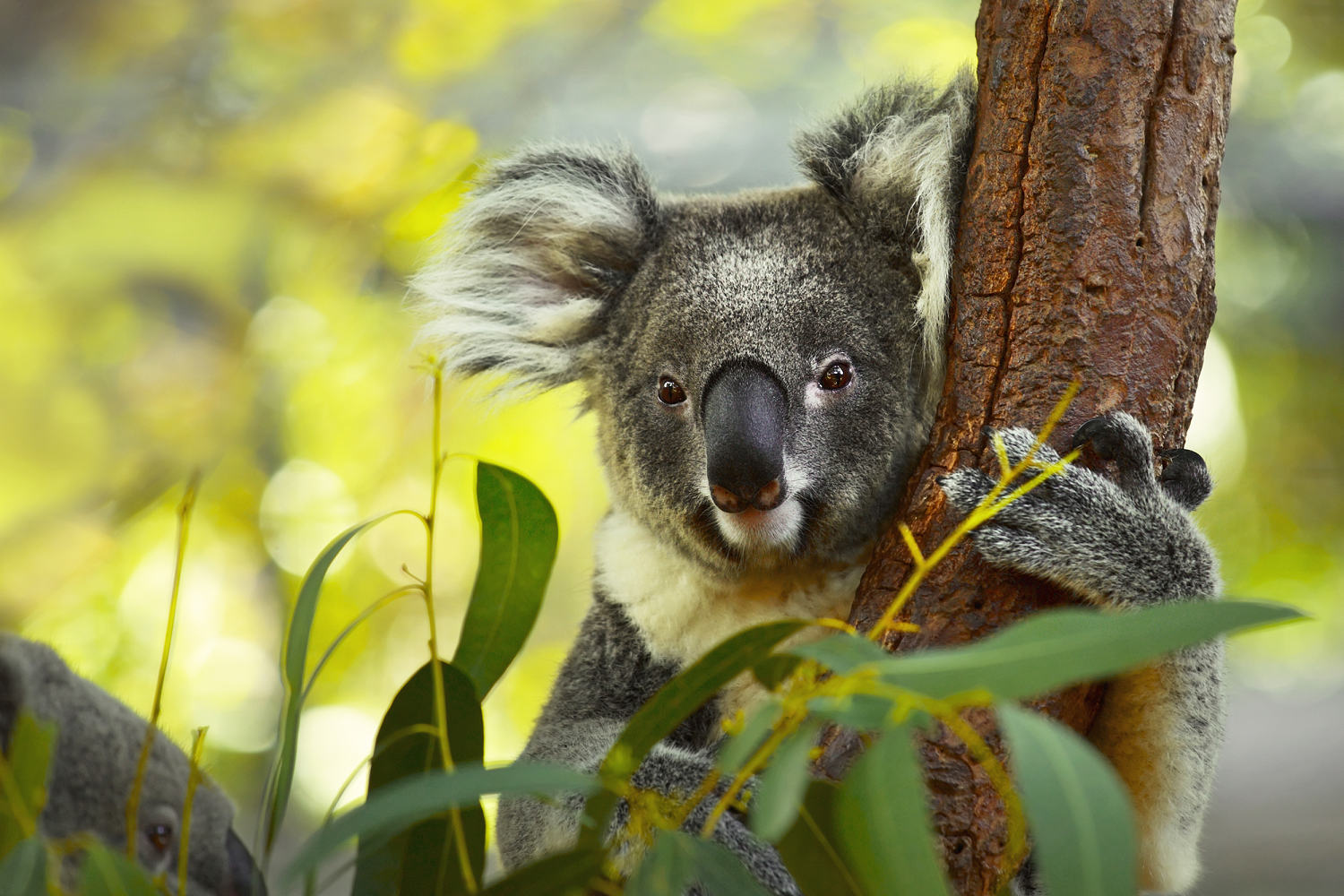 Australia approves first chlamydia vaccine for koalas ravaged by the disease