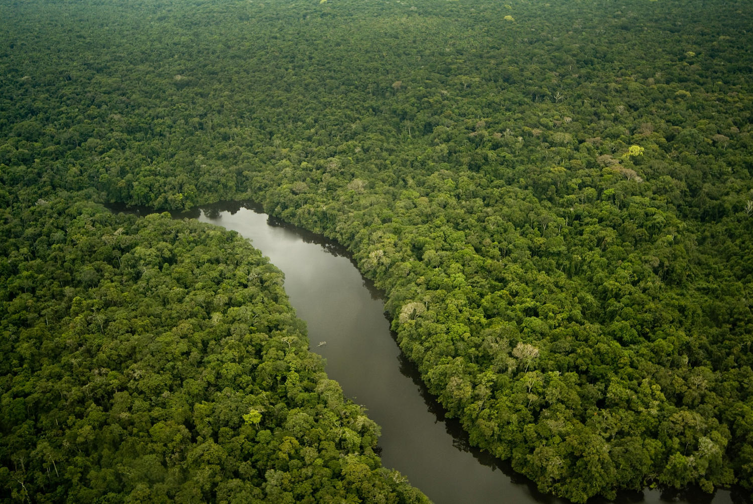 Giant trees of the Amazon get taller as forests fatten up on carbon dioxide