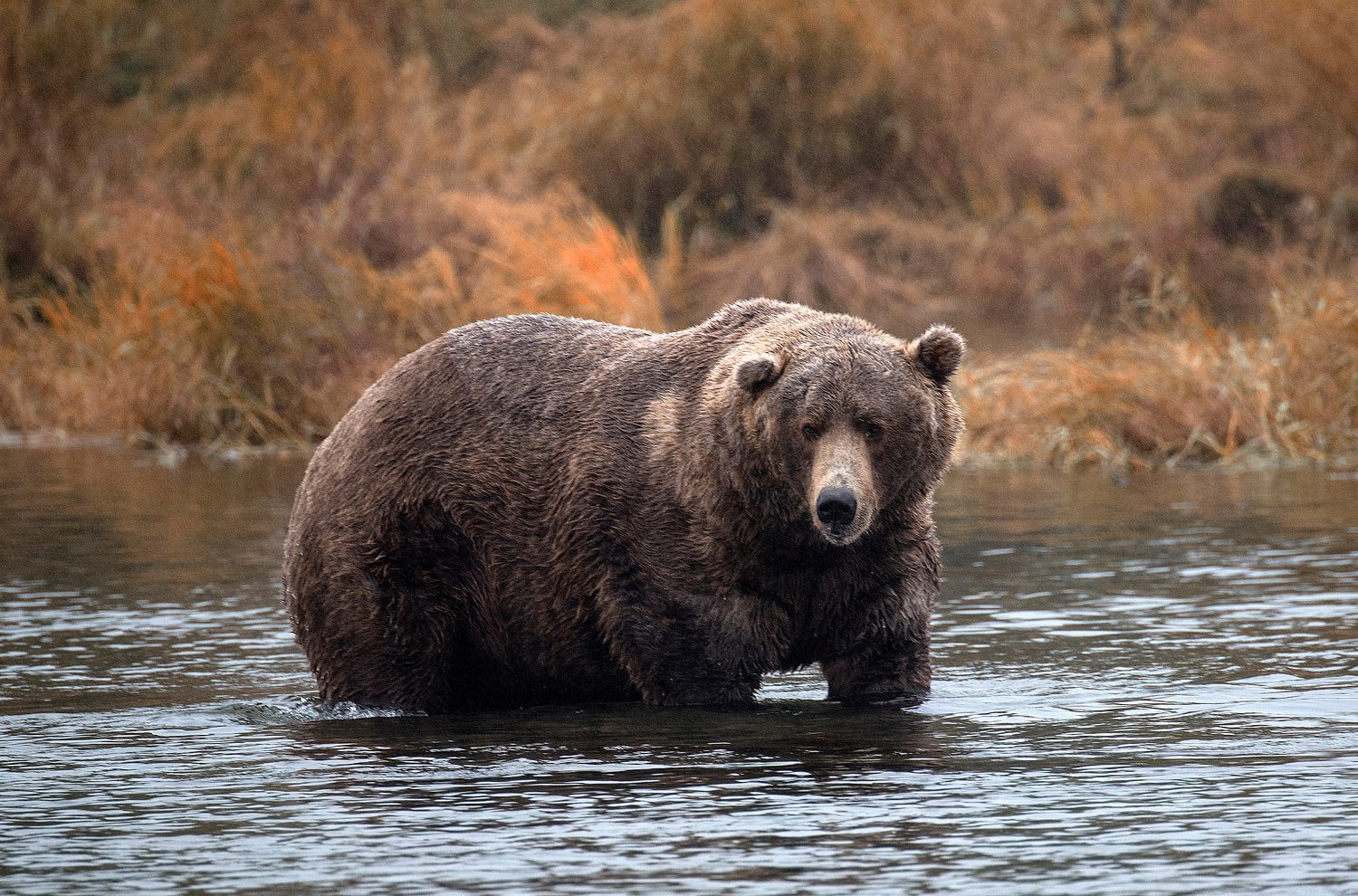 Fat Bear Week Brings Out the Chunkiest Bears of the Season. How to Watch and Vote
