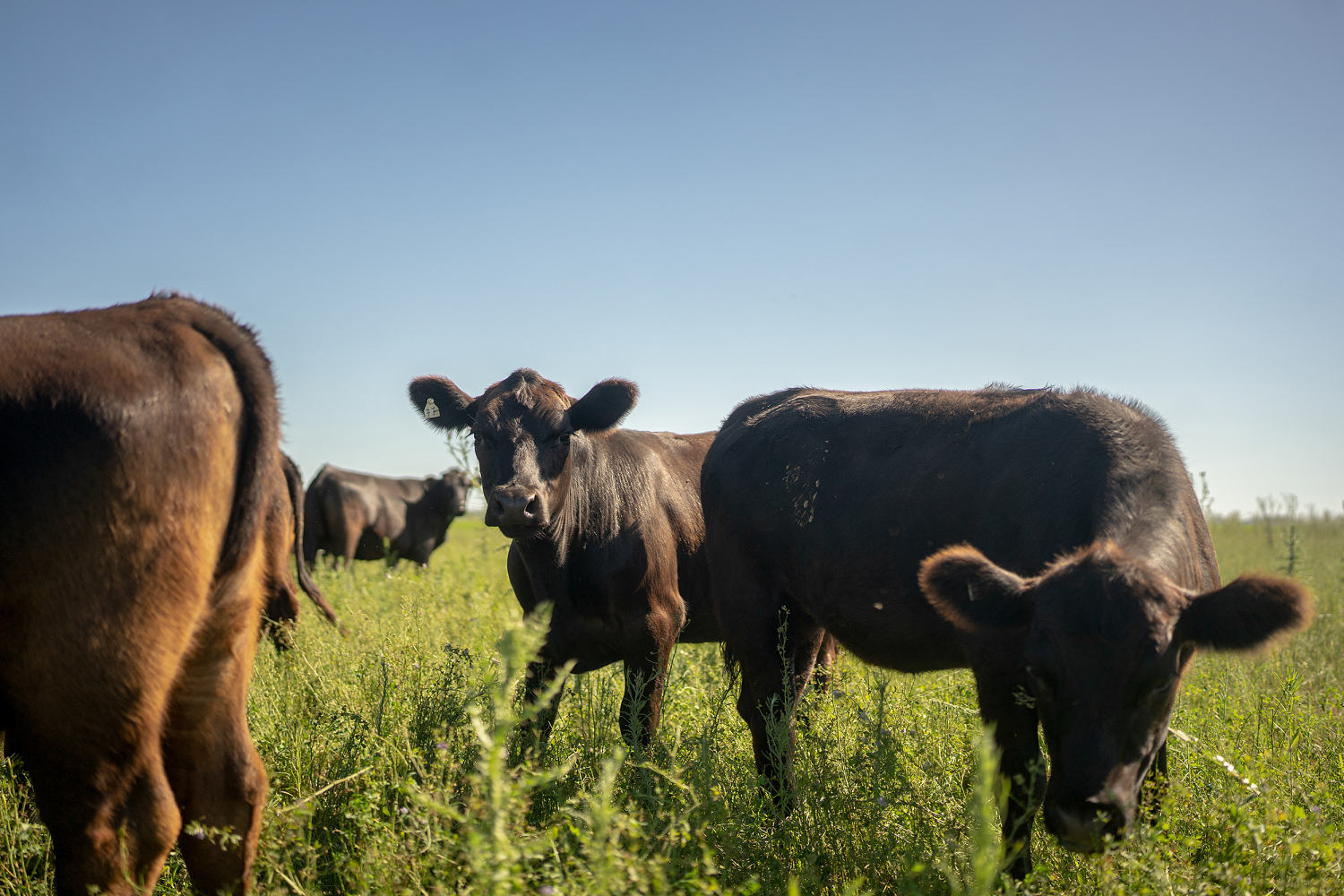 Republicans have a rare beef with Trump over suggestion he'll import red meat