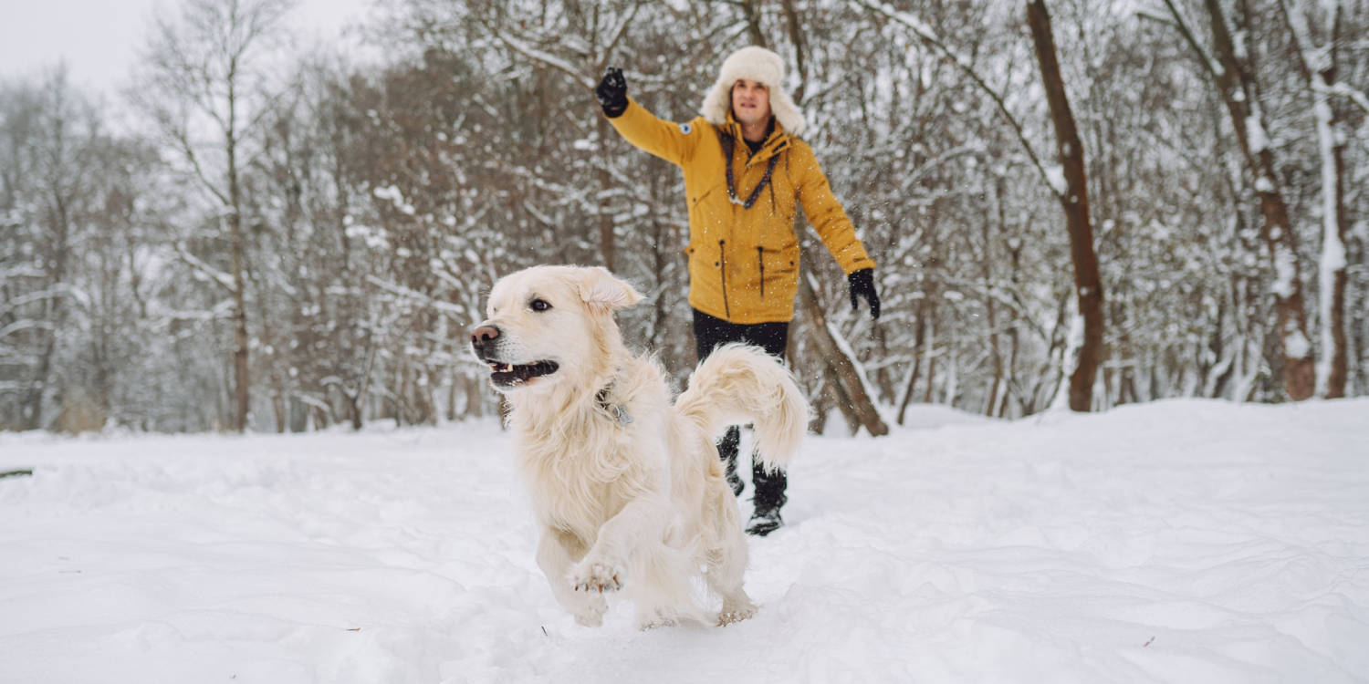 Is pet-safe ice melt actually pet-safe? Plus, more winter safety tips for dog owners
