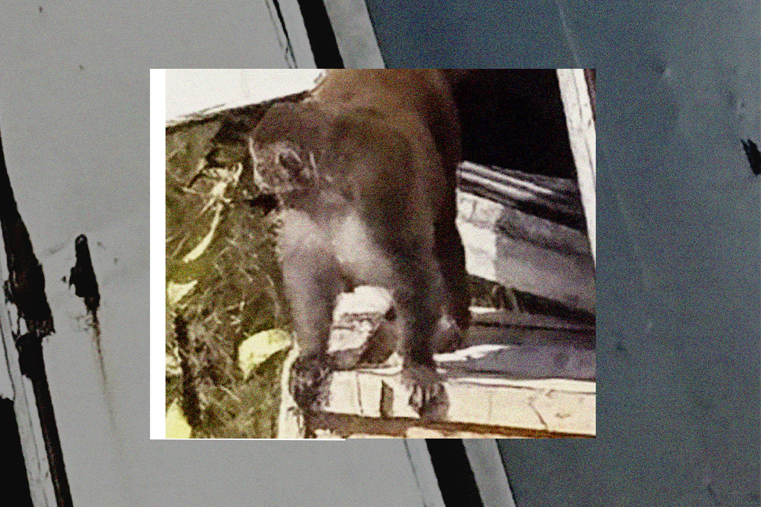 Small-town preacher shoots one of last lab monkeys that escaped Mississippi crash