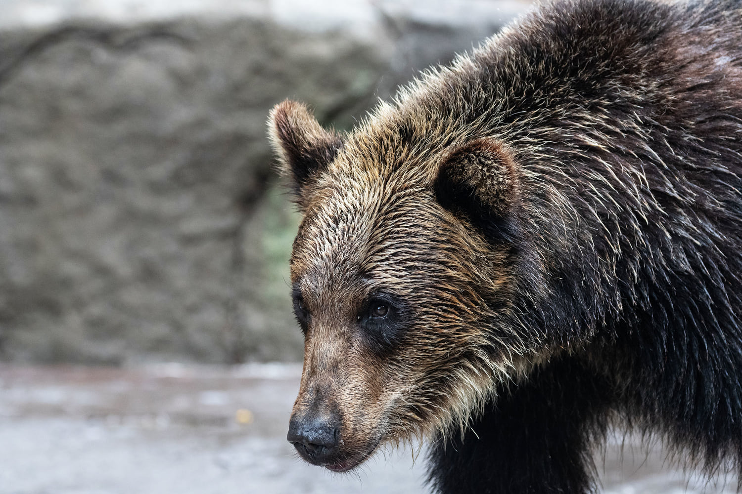 A grizzly warning to Americans: Beware bear attacks in Japan