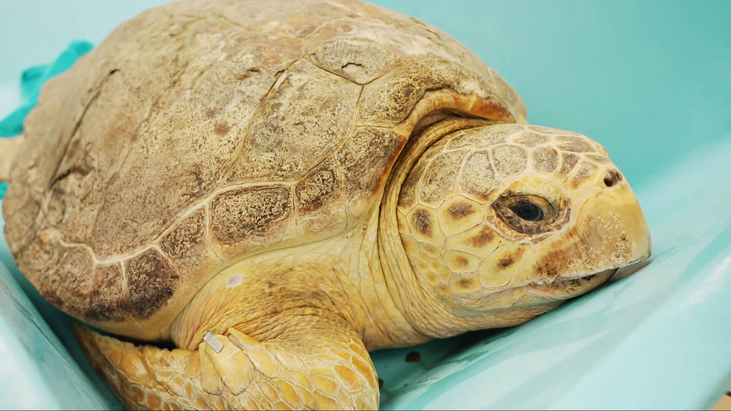 Turtle released back into ocean after surviving 10-pound tumor removal