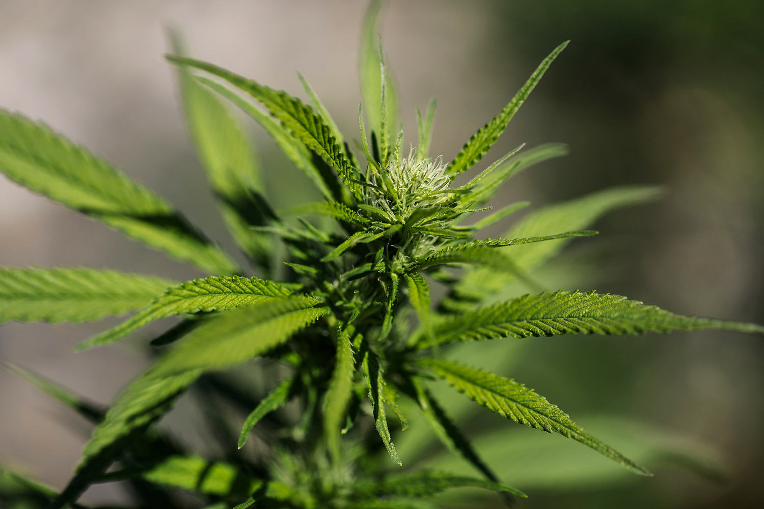 Trump signs executive order fast-tracking reclassification of marijuana