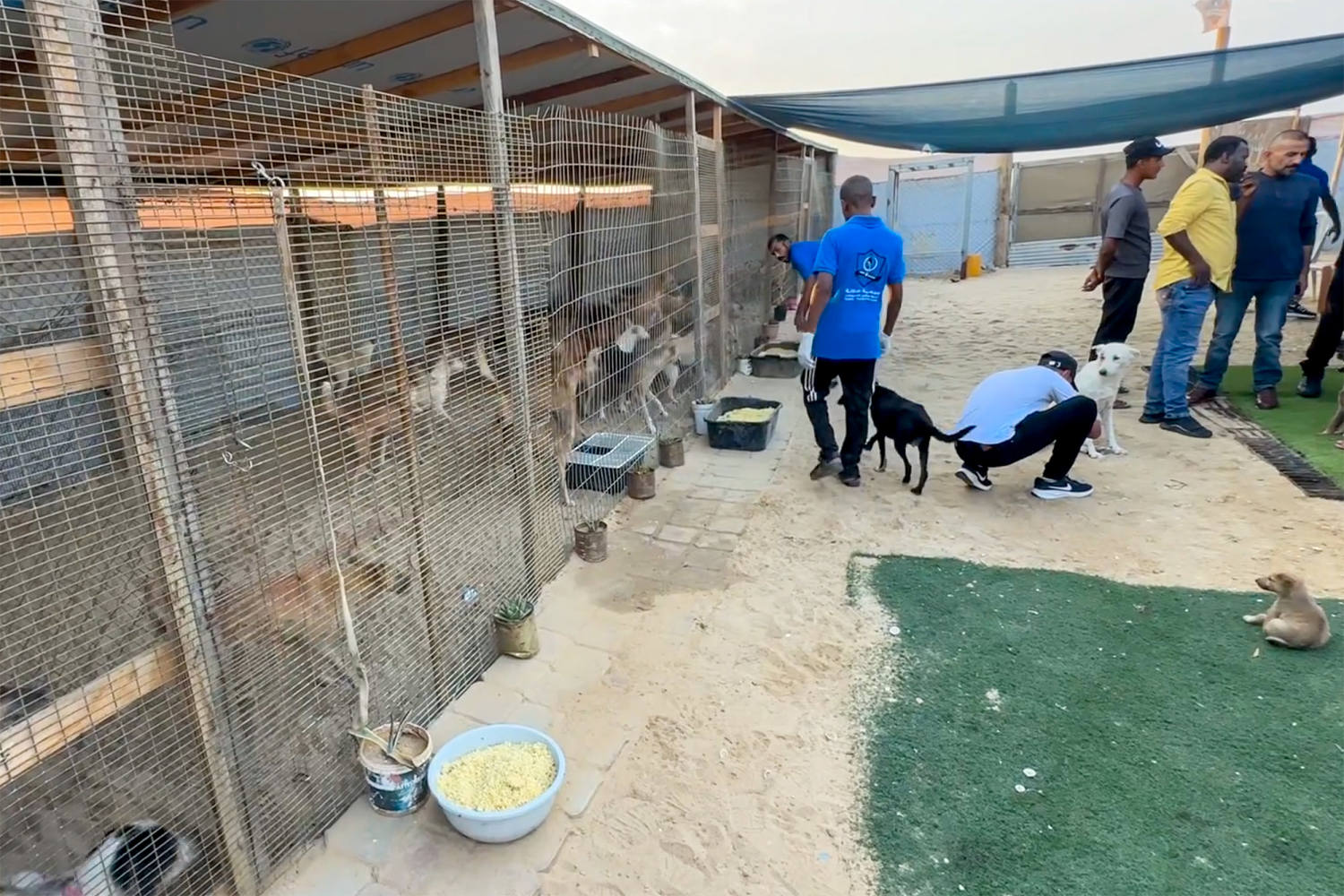 At Gaza's only animal shelter, workers share what food they have with hungry dogs and cats