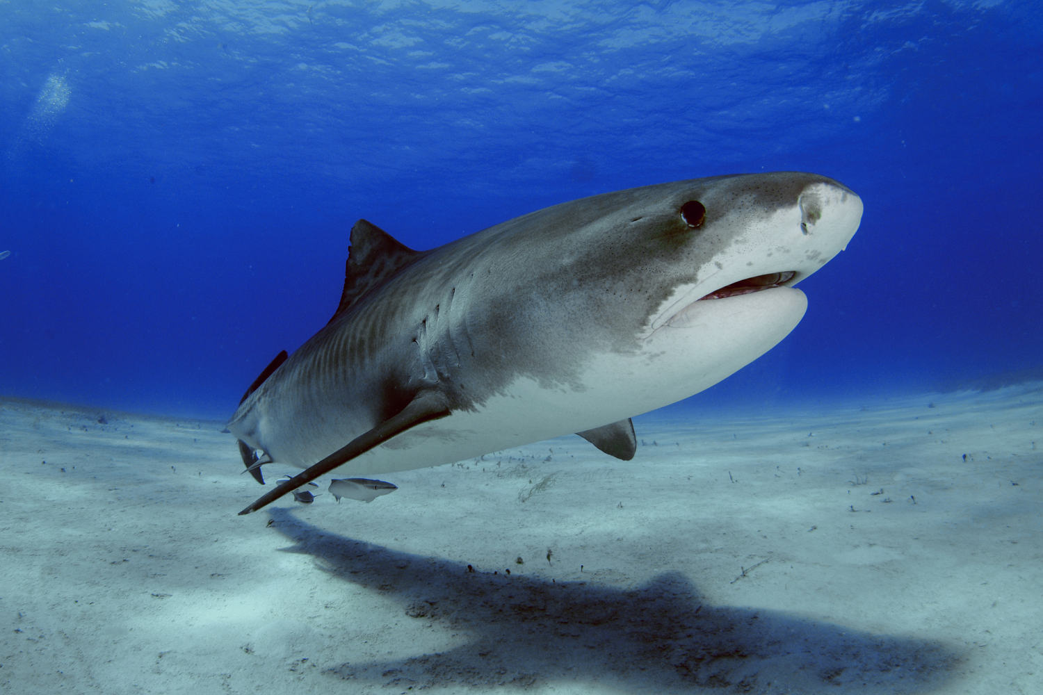 Cocaine and caffeine detected in shark in the Bahamas, study shows