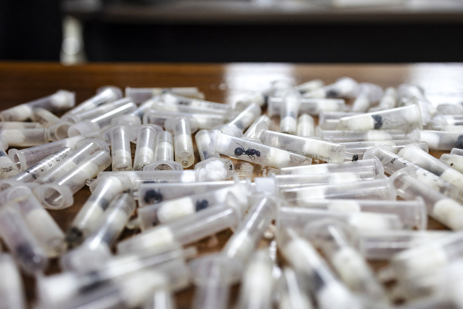 Kenyan court jails Chinese man in ant-smuggling case