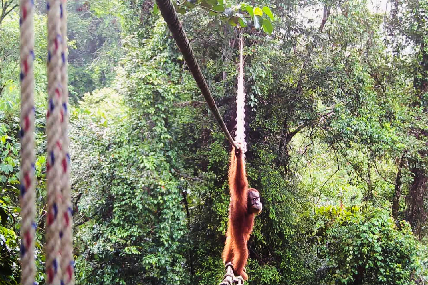 Camera shows Sumatra orangutan using a canopy bridge to cross a road for the firs time